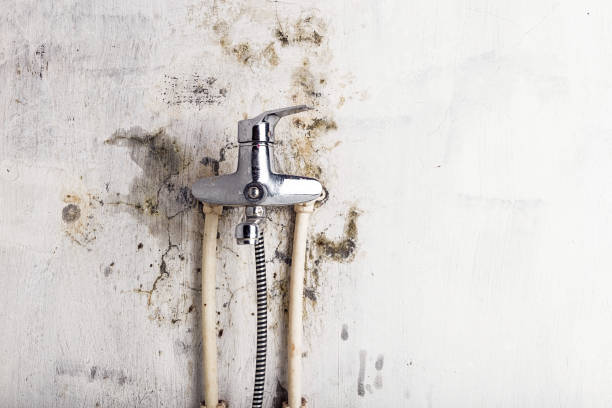 Mold Removal Process in Chase City, VA