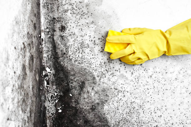 Best Emergency Mold Removal  in Chase City, VA