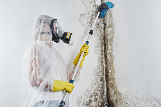 Best Water Damage Restoration  in Chase City, VA