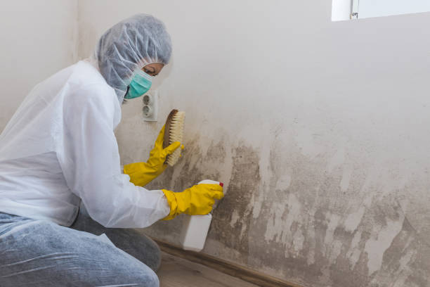 Certified Mold Removal in Chase City, VA