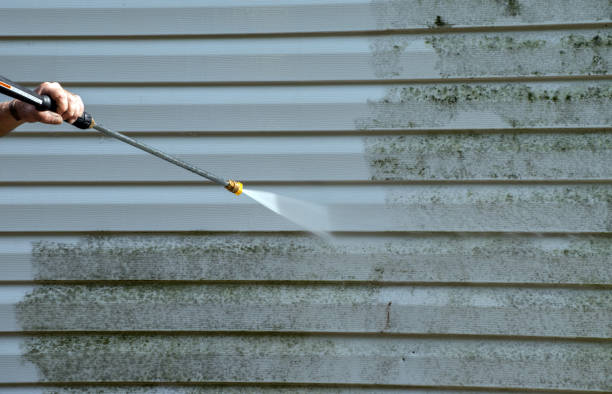 Best Toxic Mold Removal  in Chase City, VA