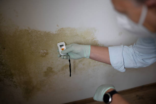 Best Affordable Mold Removal  in Chase City, VA