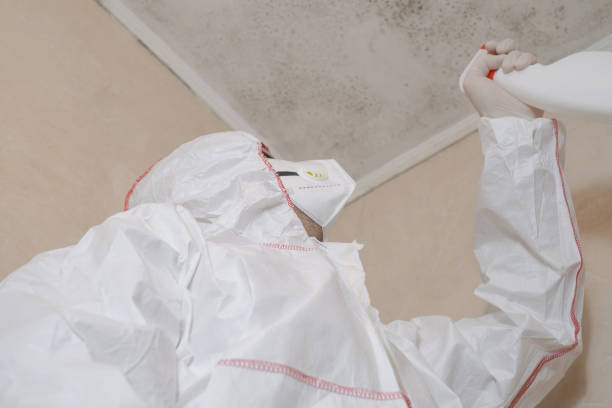 Reliable Chase City, VA Mold Removal Solutions