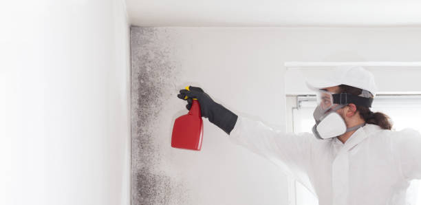 Best Mold Testing  in Chase City, VA