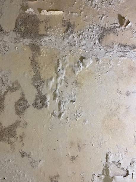 Reliable Chase City, VA Mold Removal Solutions