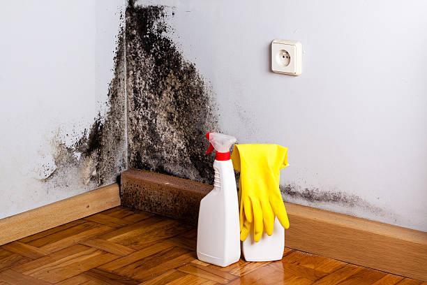 Best Crawl Space Mold Removal  in Chase City, VA