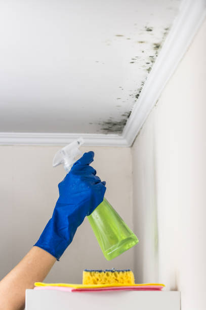 Home Mold Removal in Chase City, VA